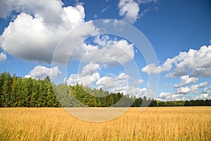 Beautiful autumn landscape with white clouds. Rural place