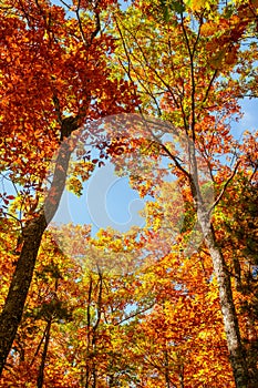 Beautiful autumn landscape with yellow trees