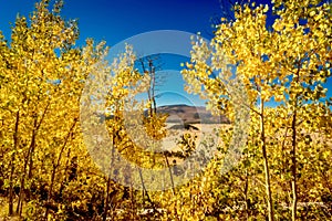 Beautiful autumn landscape with yellow trees and blue sky in New Mexico, USA