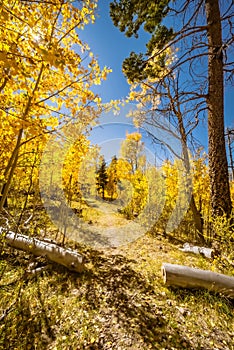 Beautiful autumn landscape with yellow trees and blue sky in New Mexico, USA