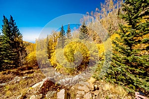 Beautiful autumn landscape with yellow trees and blue sky in New Mexico, USA