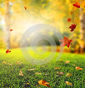 Beautiful autumn landscape with yellow trees,green grass and sun