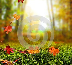 Beautiful autumn landscape with yellow trees,green and sun. Colo