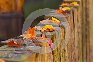 Beautiful autumn landscape with yellow trees and sun. Colorful foliage on fence. Falling leaves natural background. Closedup