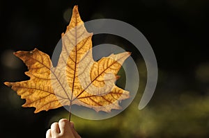 Beautiful autumn leaf