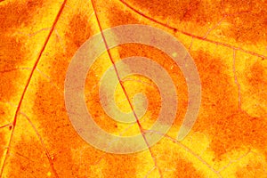 beautiful autumn leaf close up. background for designer