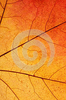 beautiful autumn leaf close up. background for designer