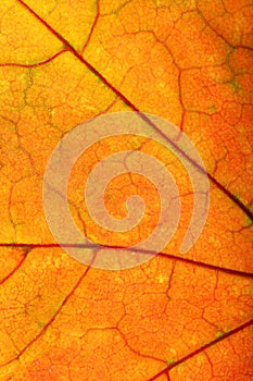 beautiful autumn leaf close up. background for designer