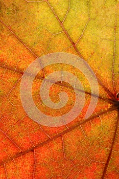 beautiful autumn leaf close up. background for designer