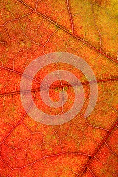 beautiful autumn leaf close up. background for designer