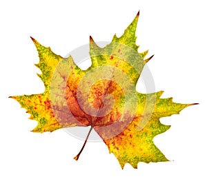 Beautiful autumn leaf, rich in color and detail