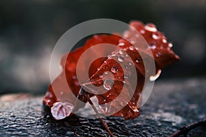 A beautiful autumn leaf on wet asphalt, covered with drops of water. The street after the rain. Fallen leaf in macro.