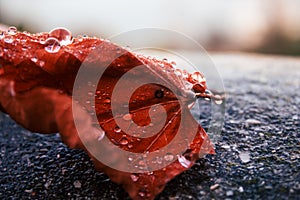 A beautiful autumn leaf on wet asphalt, covered with drops of water. The street after the rain. Fallen leaf in macro.