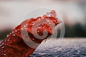 A beautiful autumn leaf on wet asphalt, covered with drops of water. The street after the rain. Fallen leaf in macro.