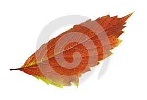 Beautiful autumn leaf on white background