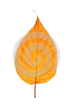 Beautiful autumn leaf on white background