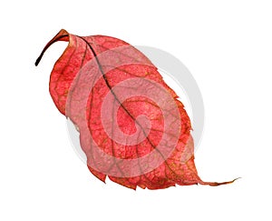 Beautiful autumn leaf on white background