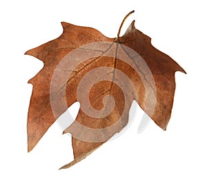 Beautiful autumn leaf on white background