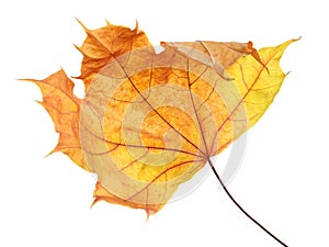 Beautiful autumn leaf on white background