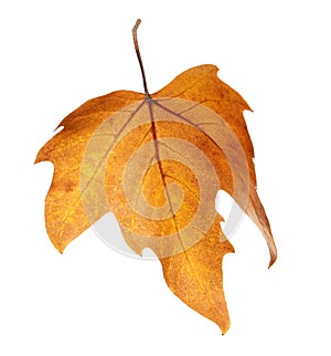 Beautiful autumn leaf on white background