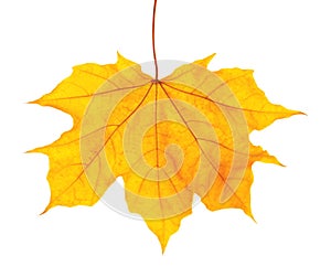 Beautiful autumn leaf on white background