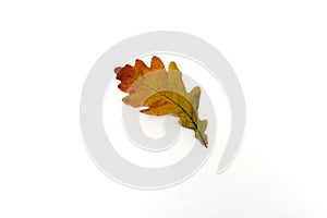 Beautiful autumn leave isolated on white background