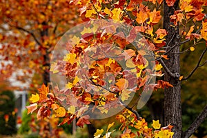 Beautiful autumn leaves of acer buergerianum.