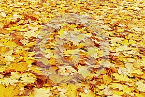 Beautiful autumn leaves background (texture). Natural red, orang and yellow maple leaf.