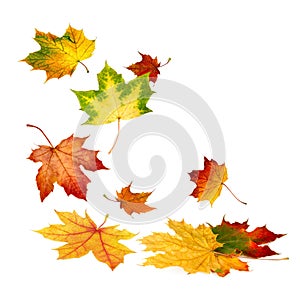 Beautiful autumn leaves falling down photo