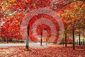 Beautiful Autumn Leaves Lining Street