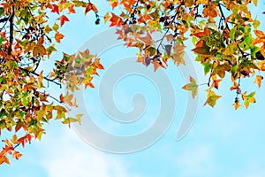 Beautiful autumn leaves and sky background in fall season, photo