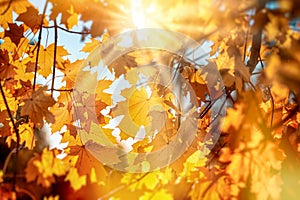 Beautiful autumn leaves, tree branches illuminated by the sun\'s rays