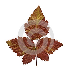 Beautiful autumn leaves on a white