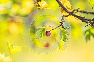 Beautiful autumn light background. Hawthorn with red berry on the branch, warm sunny light, shallow depth of the field