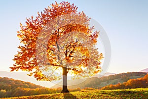 Beautiful autumn. The lonely lush tree with yellow leaves with sun shinning through and view to blue sky is on the green lawn.