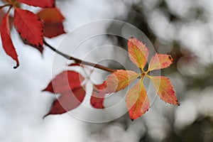 Beautiful autumn maple leaves background. Autumn, maple leaves.