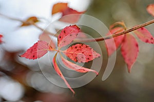 Beautiful autumn maple leaves background. Autumn, maple leaves.