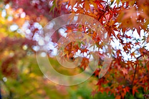 Beautiful autumn maple leaves foreground in yellow, orange, red and green color with colorful blurred bokeh background, Kyoto