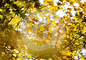 Beautiful autumn maple leaves in sunlight. Autumn forest natural landscape/background