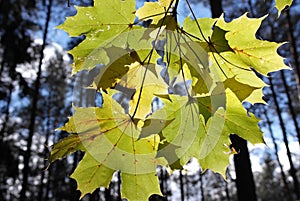 Beautiful autumn maple leaves in the wind.