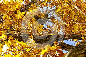 Beautiful autumn mood. Fragment of an autumn tree