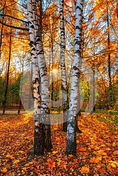 Bellissimo autunno mattina morbido d'oro la luce 