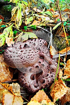 Beautiful autumn mushrooms