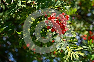 Beautiful autumn nature concept. A tree with red fruits - rowanberries. Sorbus torminalis