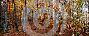 Beautiful autumn panorama. Colorful yellow and red leaves on the trees and as a carpet on the ground