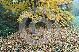 Beautiful autumn park. Autumn trees and leaves. Autumn Landscape. panorama of a stunning forest scenery in autumn.