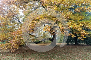 Beautiful autumn park. Autumn trees and leaves. Autumn Landscape. panorama of a stunning forest scenery in autumn.