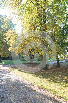 Beautiful autumn park. Autumn trees and leaves. Autumn Landscape. panorama of a stunning forest scenery in autumn.