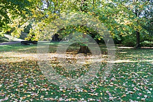 Beautiful autumn park. Autumn trees and leaves. Autumn Landscape. panorama of a stunning forest scenery in autumn.