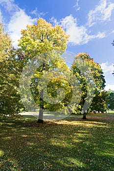 Beautiful autumn park. Autumn trees and leaves. Autumn Landscape. panorama of a stunning forest scenery in autumn.